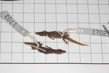 Media type: image;   Herpetology R-189898